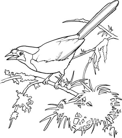 Blue Jay On The Tree  Coloring Page